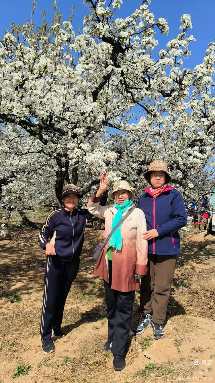 正明山百年梨园游记